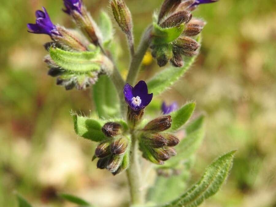 Buglossoide ondulata 10