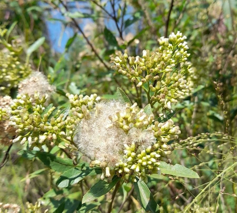 Emorys Baccharis 5