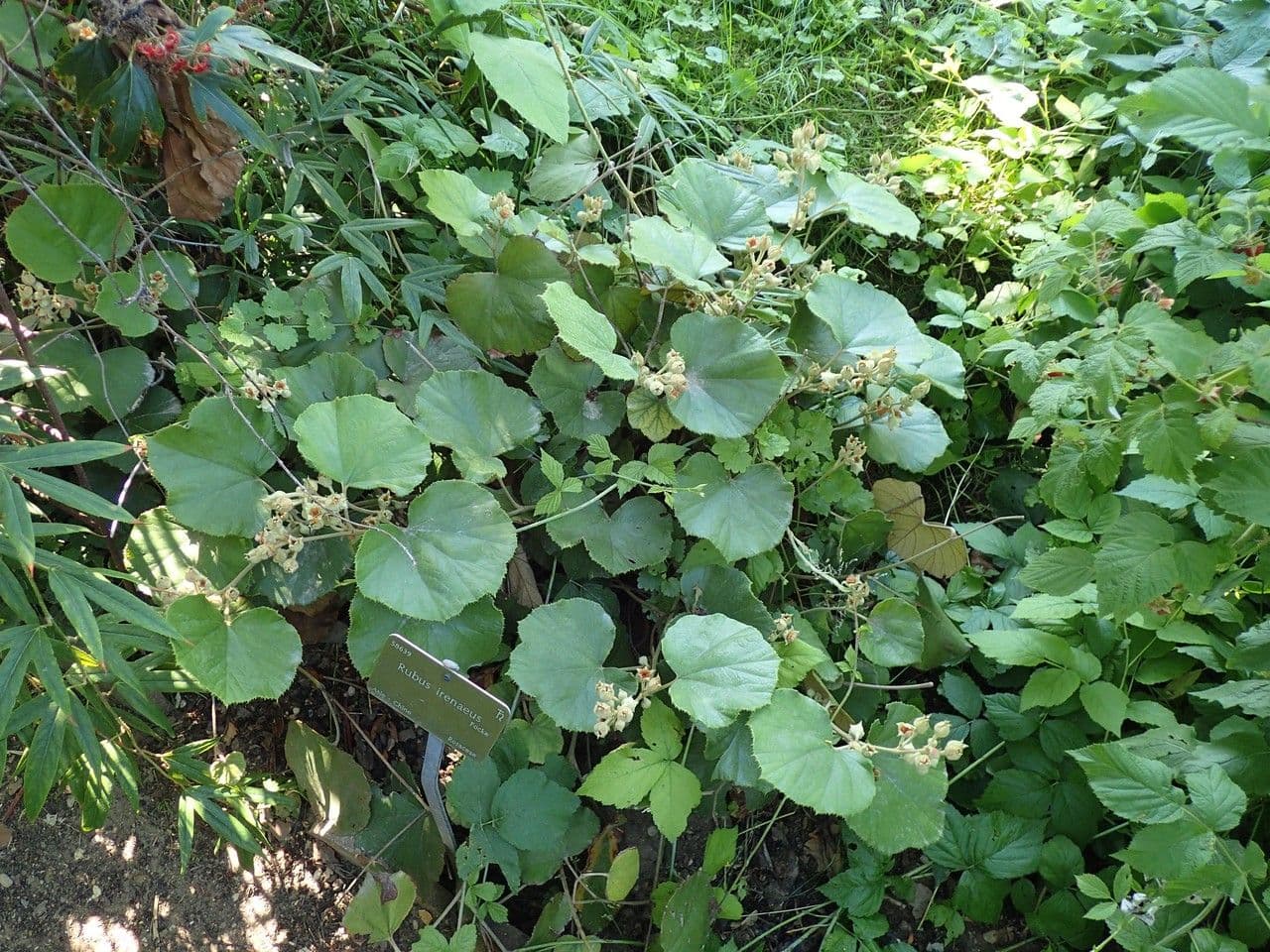 Rovo 3