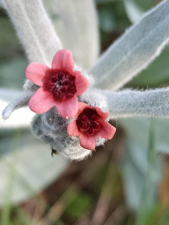 Zlatovlas farbiarsky 5