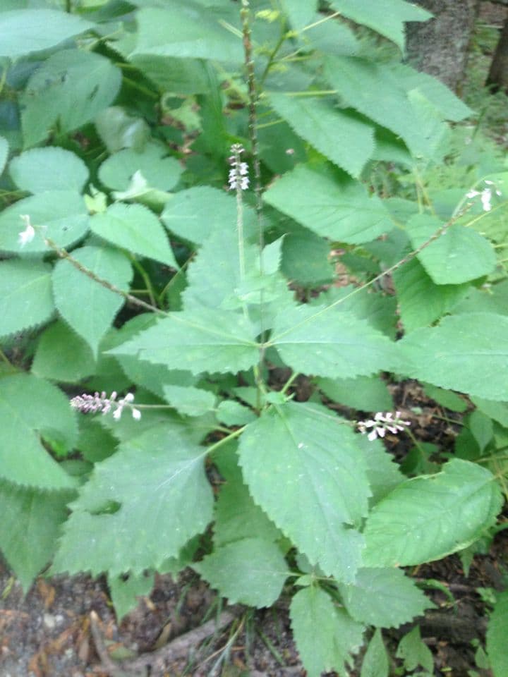 Phryma leptostachya 8