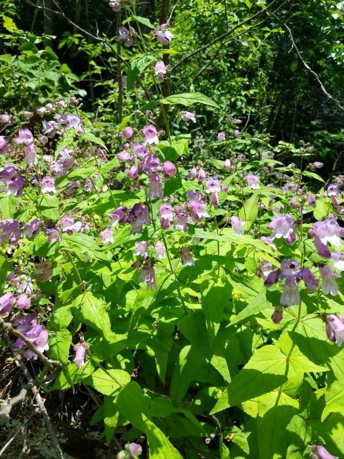Penstemon 2