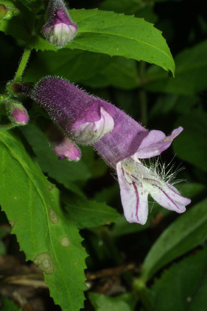 Penstemon 4