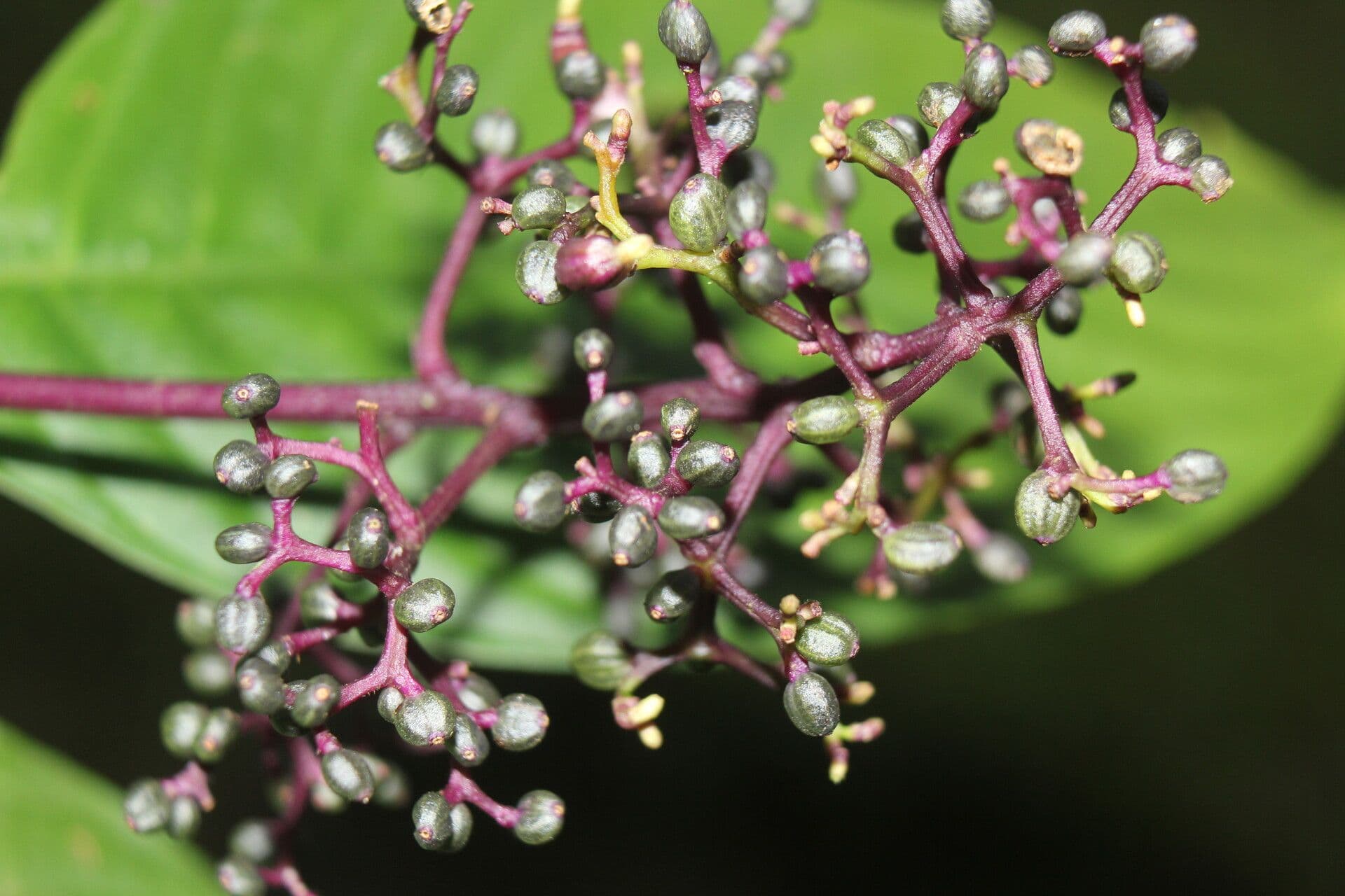 Palicourea 5
