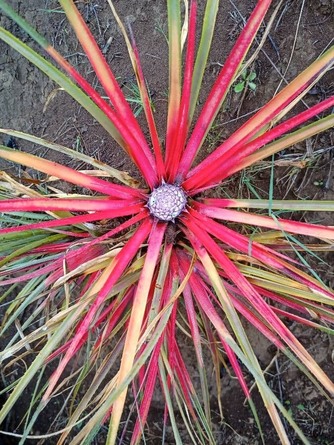 Fascicularia 7