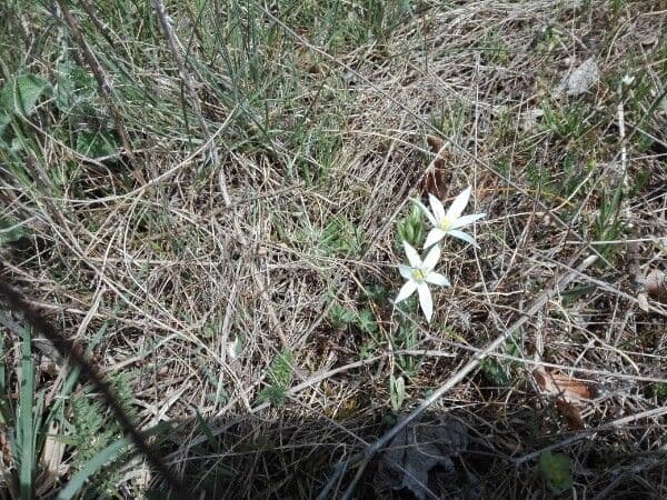 Ornithogalum gussonei