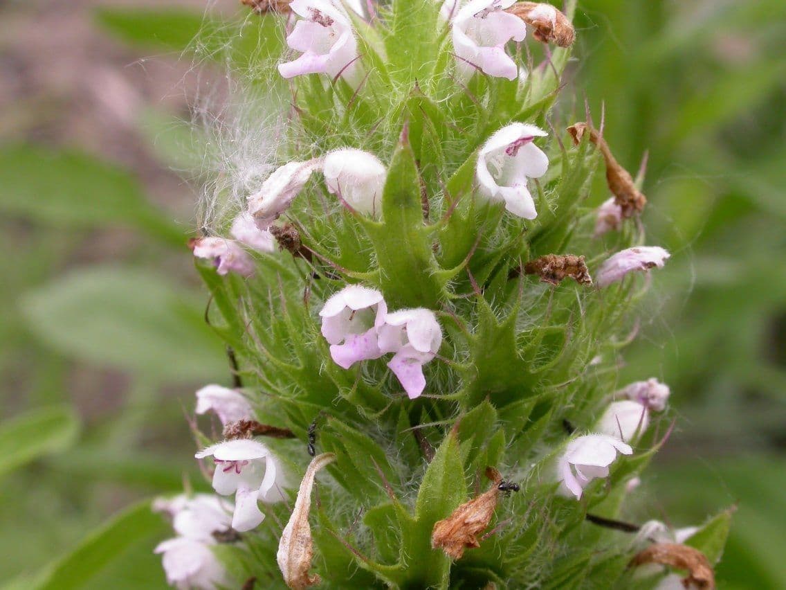 Kleinblütiger Drachenkopf 6