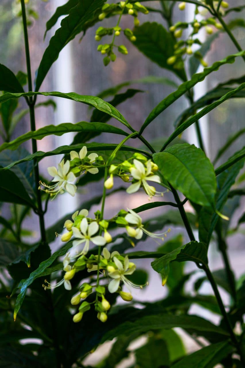 Chlerodendrum 5