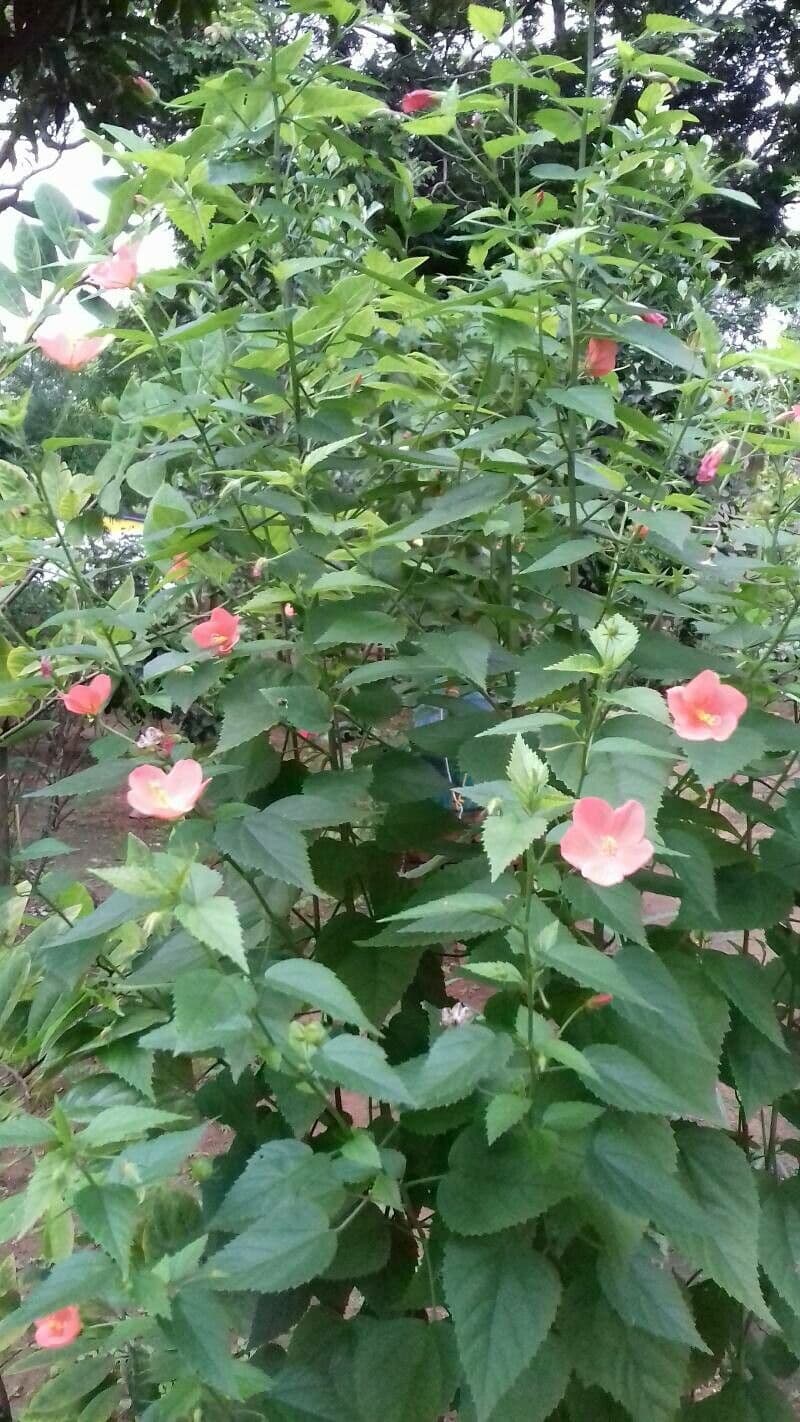 Hibiskus 4