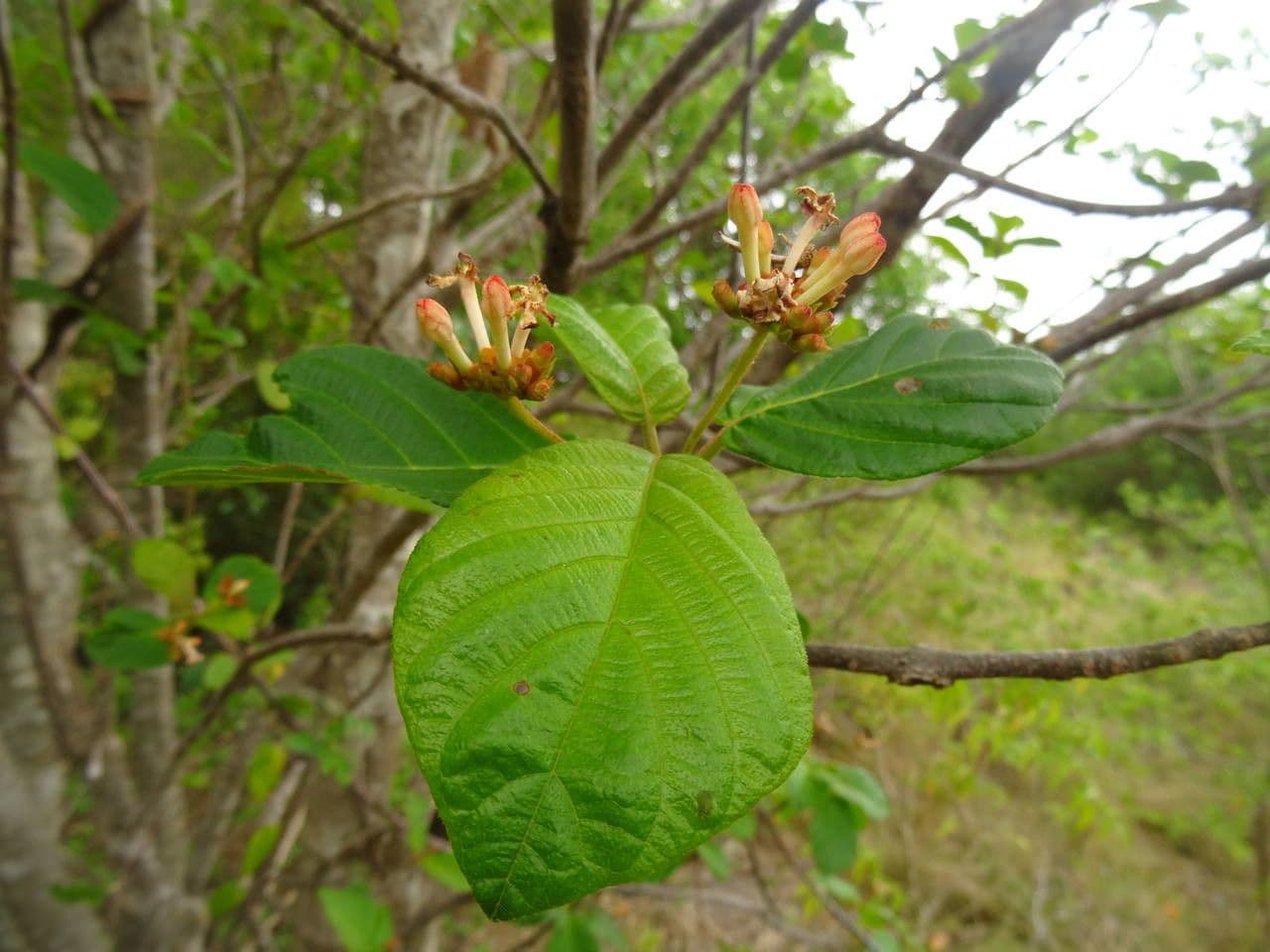 Guettarda scabra 18