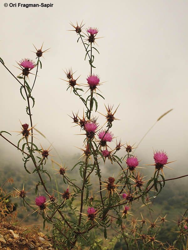 Fiordaliso iberico 10