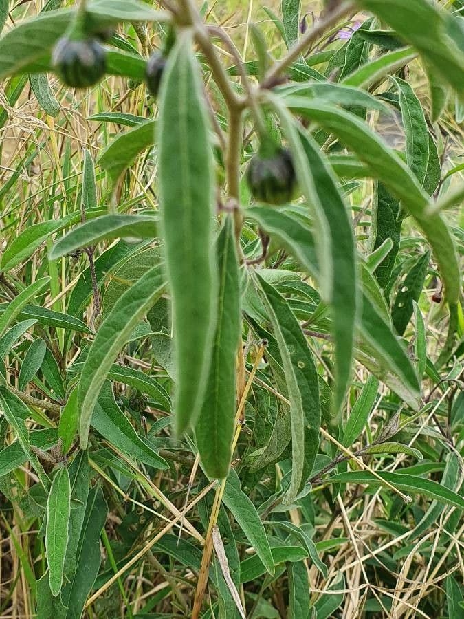 Solanum 16
