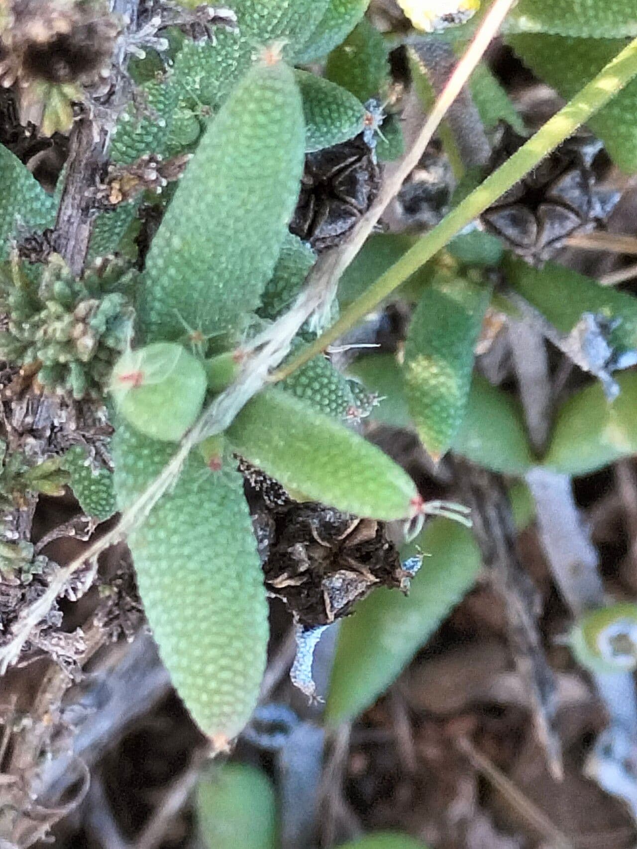 Trichodiadema 2