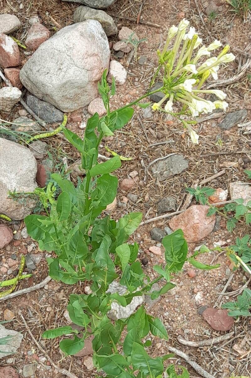Nicotiana 4