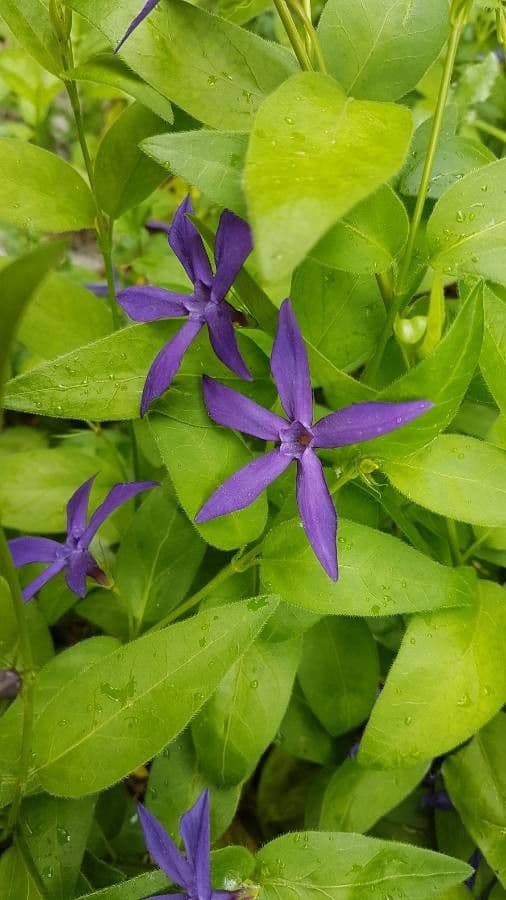 Pervinca erbacea 4