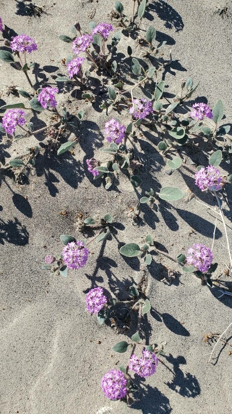Abronia umbellata 17