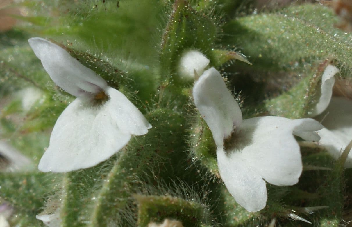 Sideritis romana 7