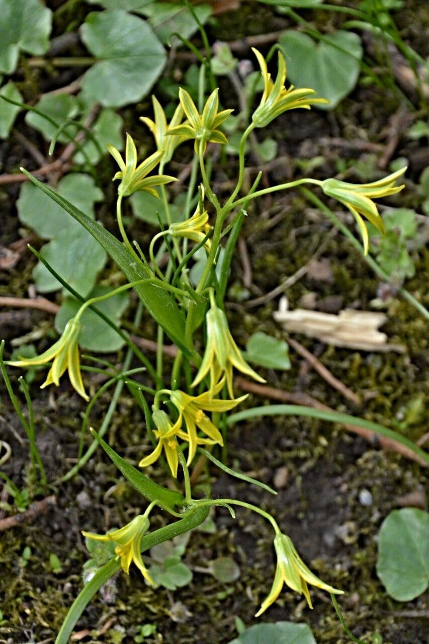 Cipollaccio minore 11