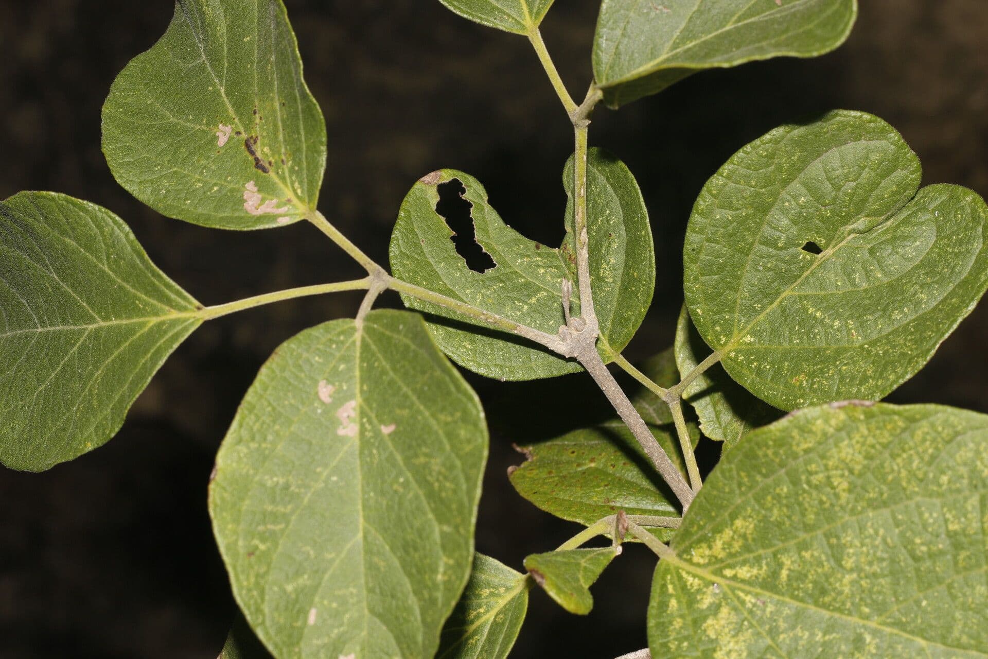 Fridericia 6