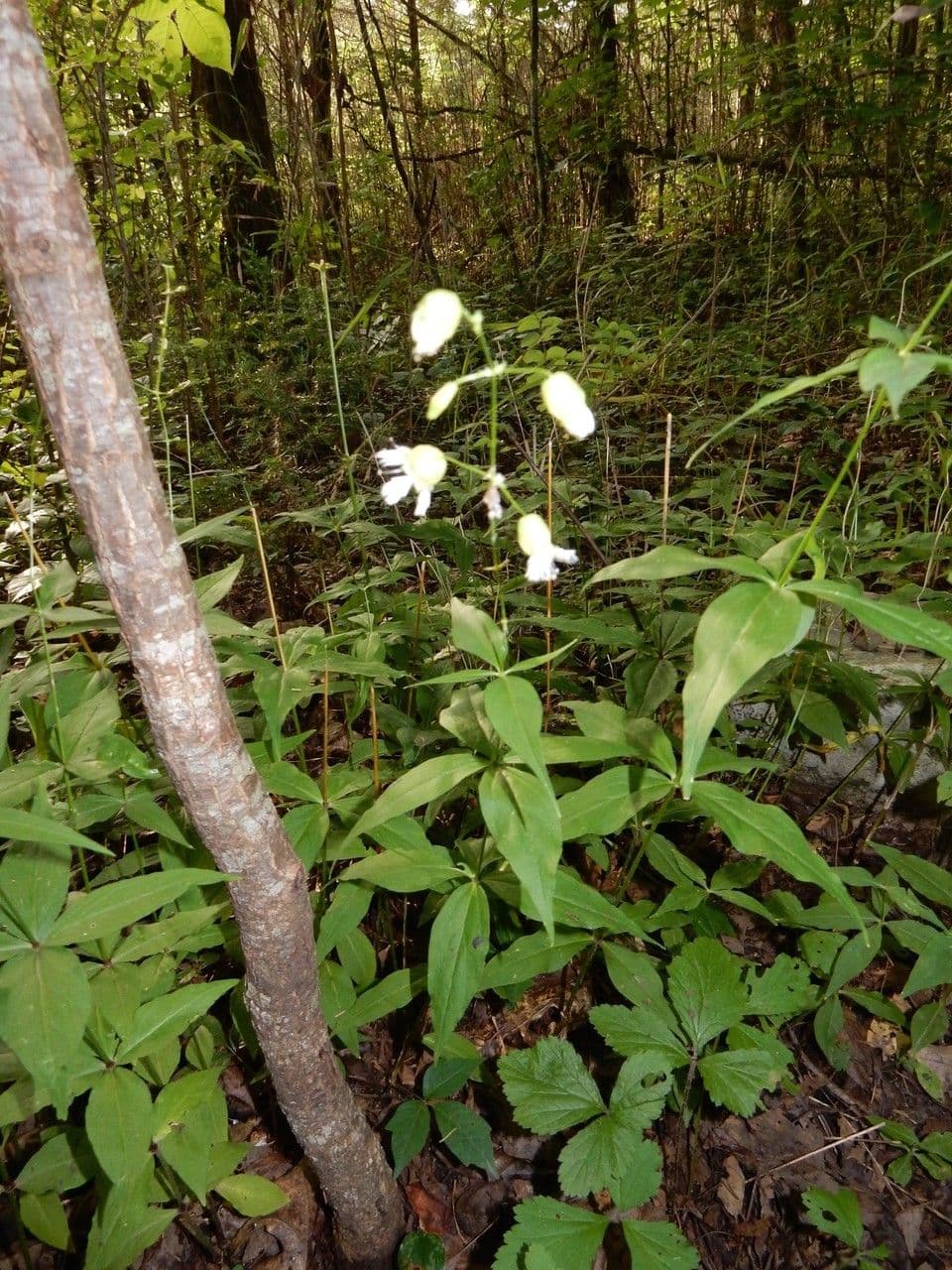 Silene stellata 8