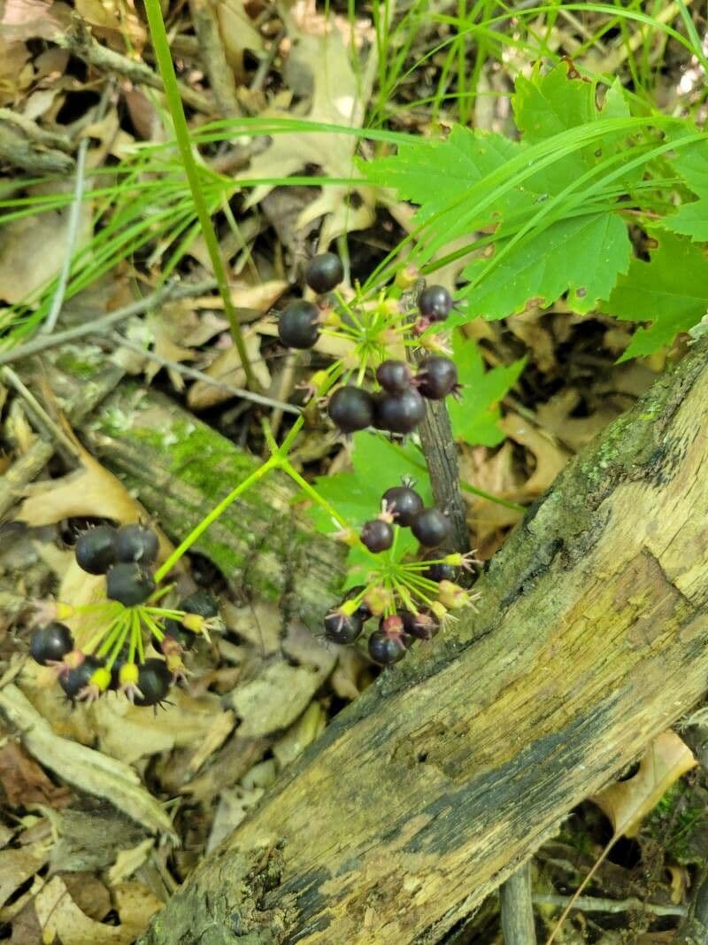 Aralia a stelo nudo