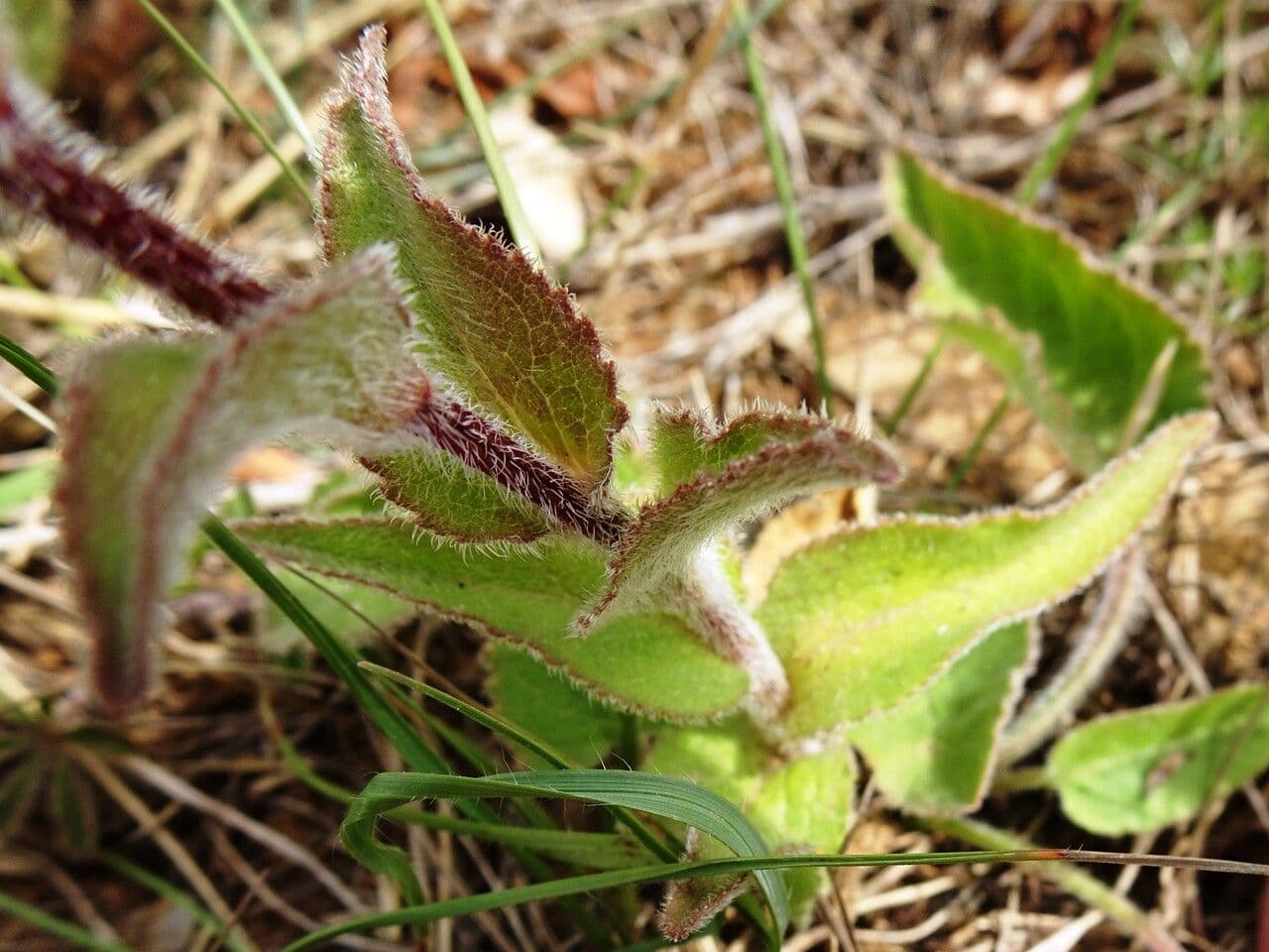 Campanula agglomerata 18