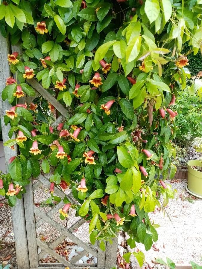 Bignonia 3