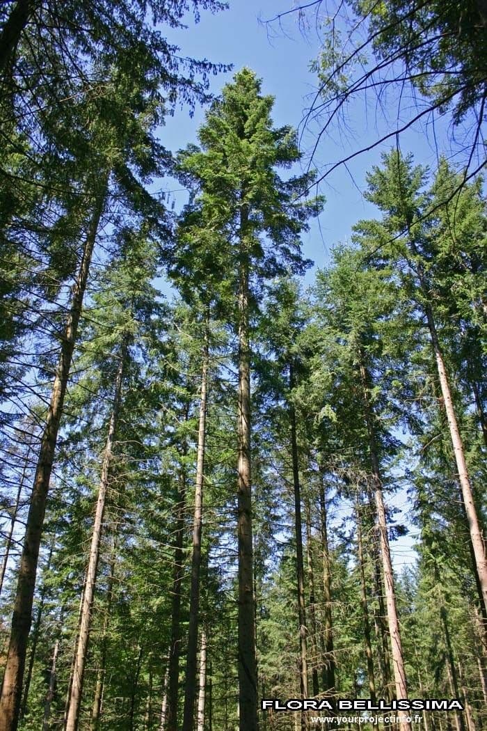 Sapin géant 8