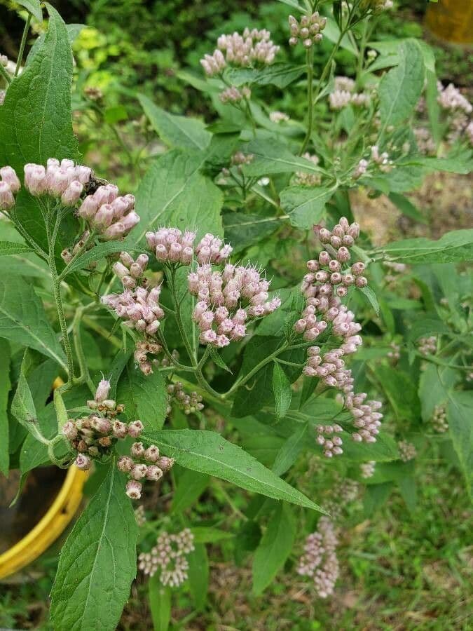 Pluchea canforata 13