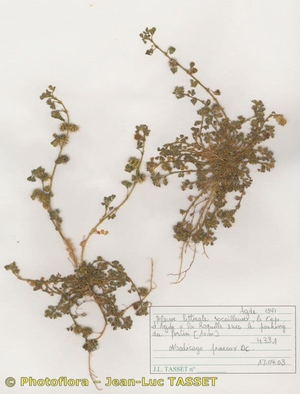 Lucerna 11