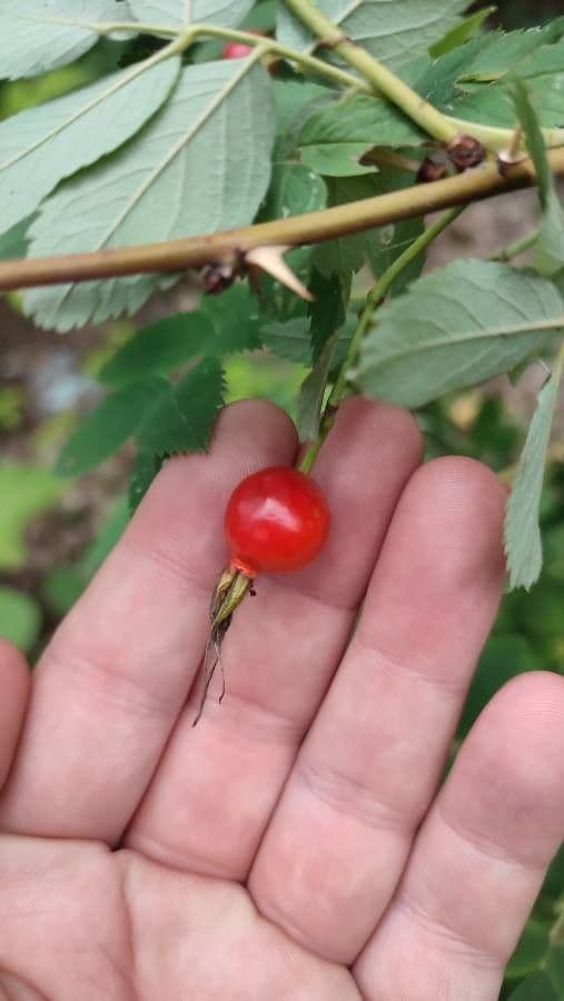 Rosa di maggio 3