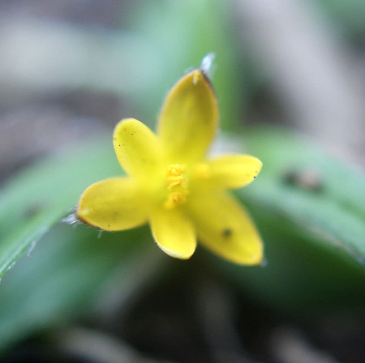 Hypoxis 3