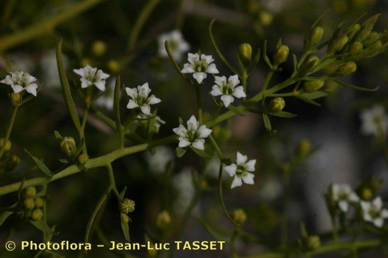 Thesium linofilo 7