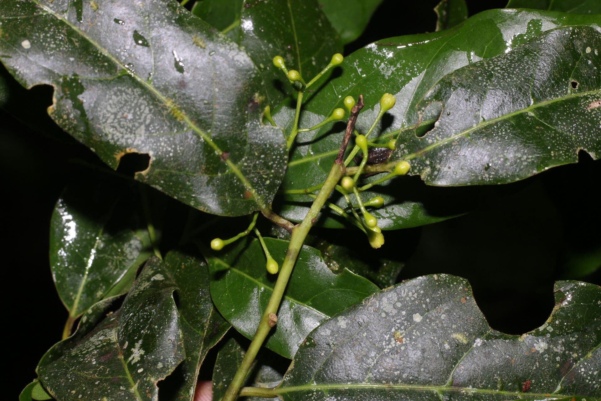 Ocotea 12