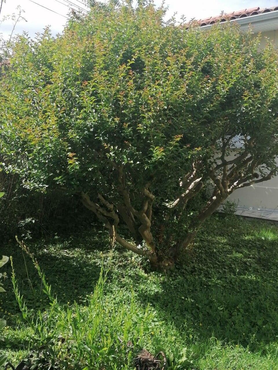 Halleria lucida 11
