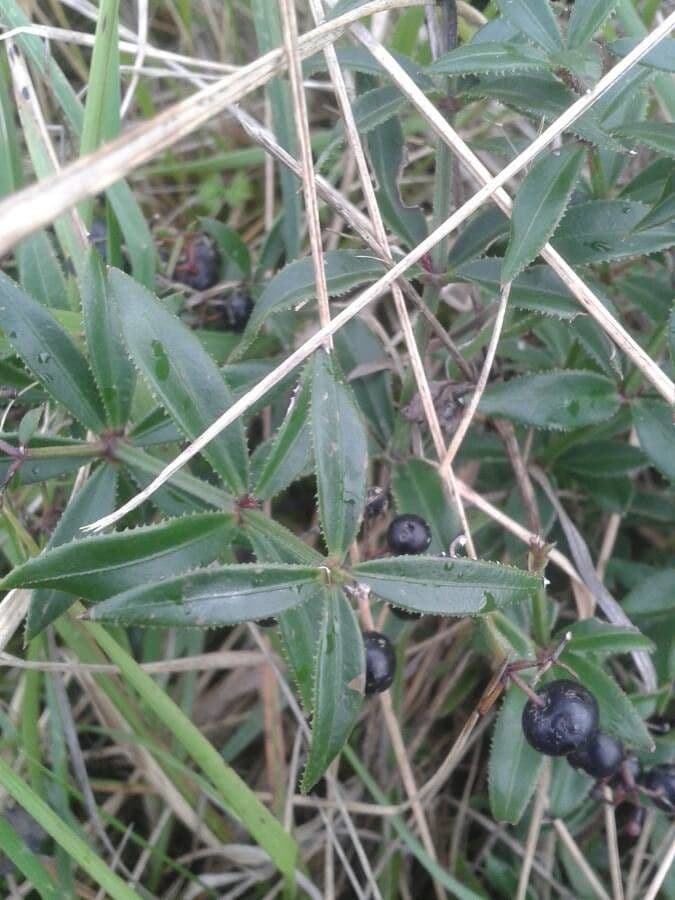 Wild madder 24