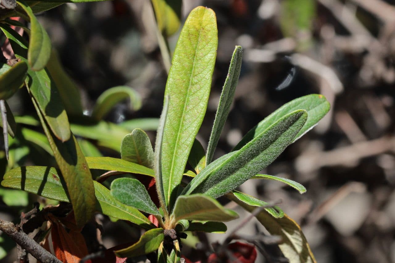 Pyracantha de Koidzumi 15