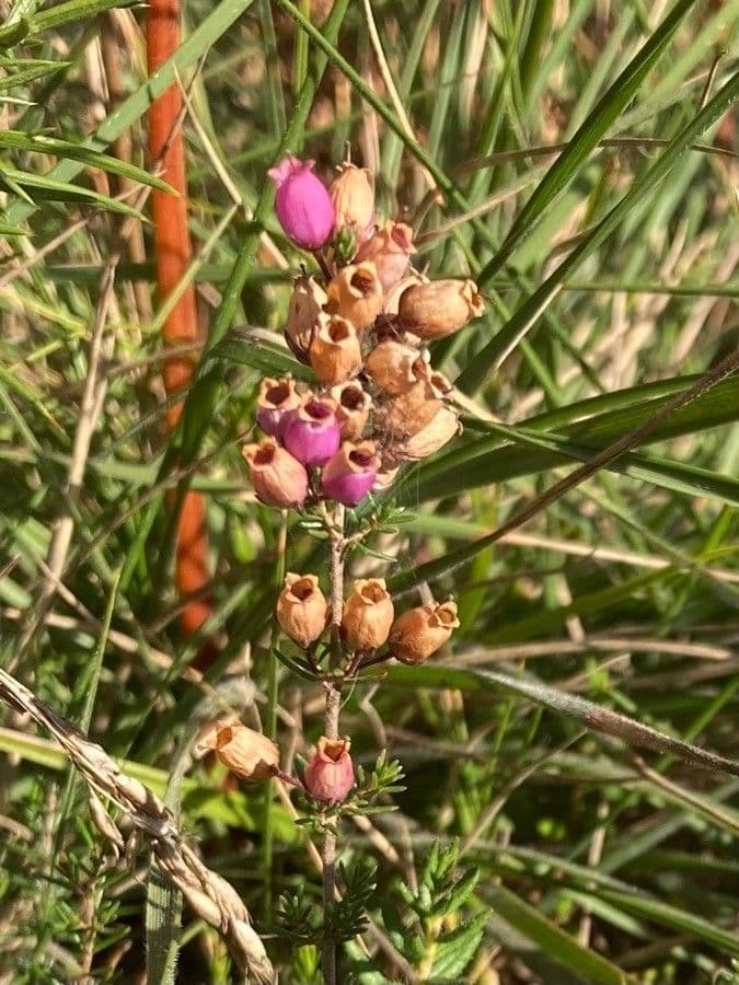 Graue Heide 4