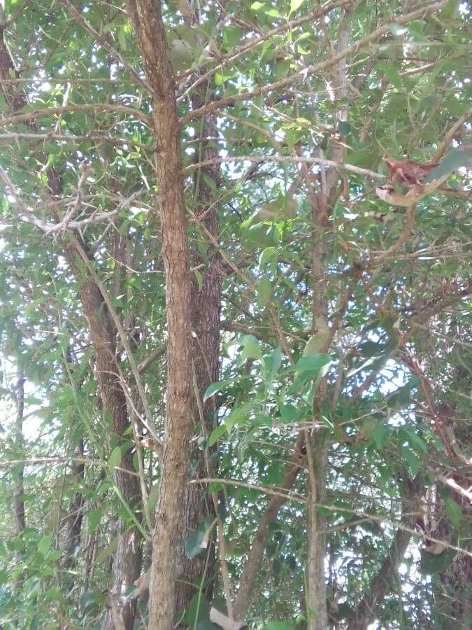 Citharexylum 10