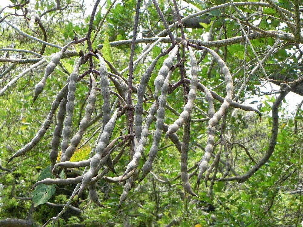 Erythrina bruna 14