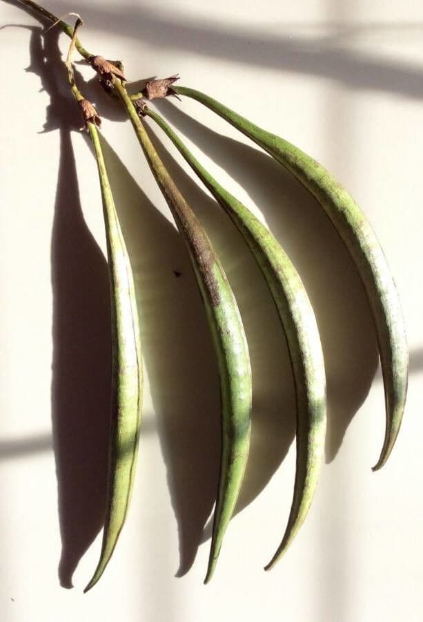 Bignonia cinese 2