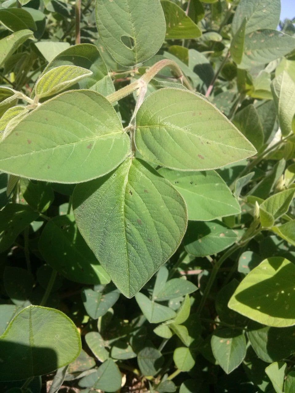 Desmodium 14