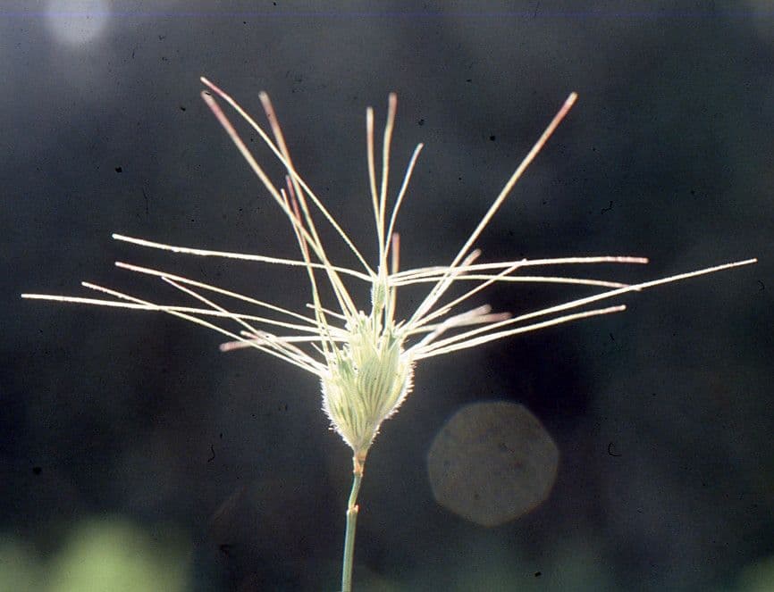 Cerere comune 8