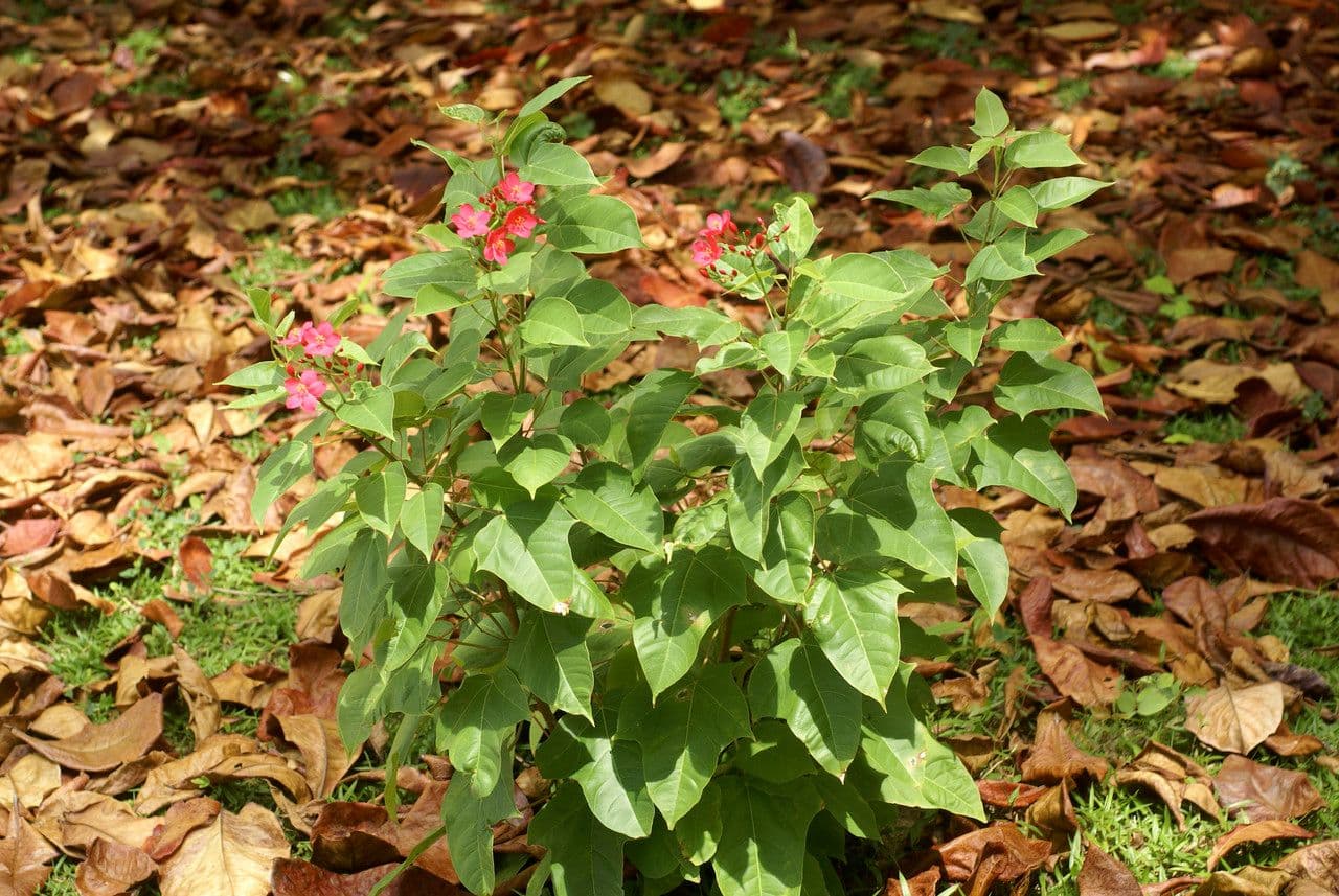 Jatropha integerrima 11