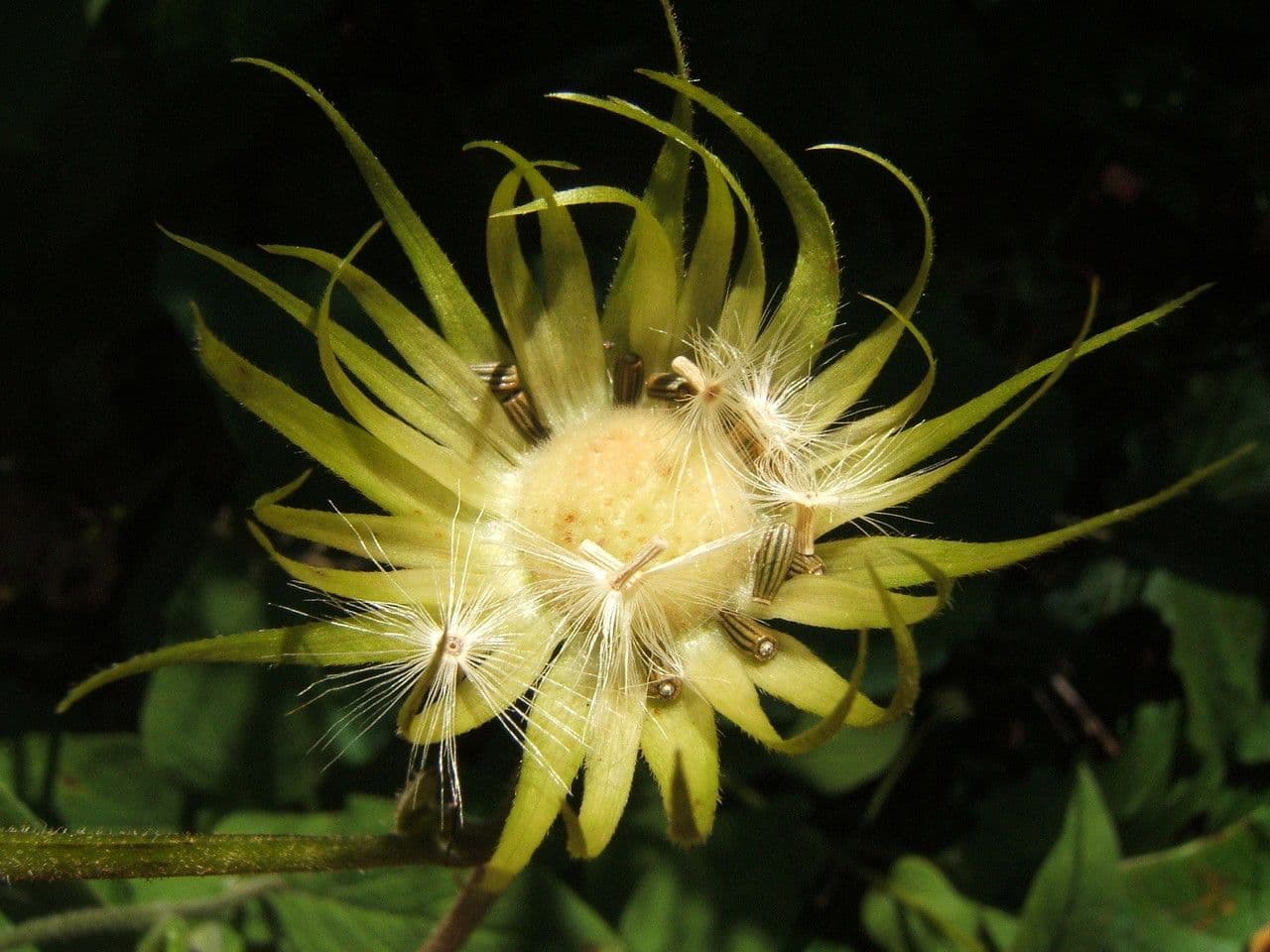 Doronicum austriacum