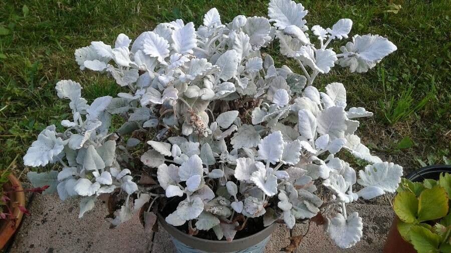 Cineraria 15