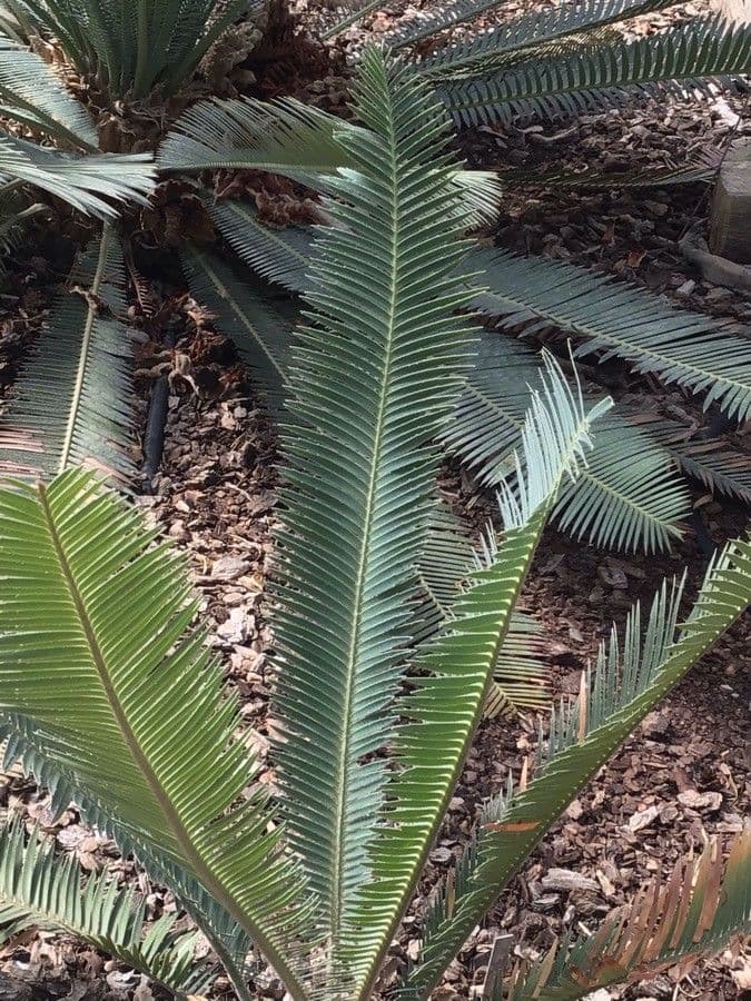 Dioon