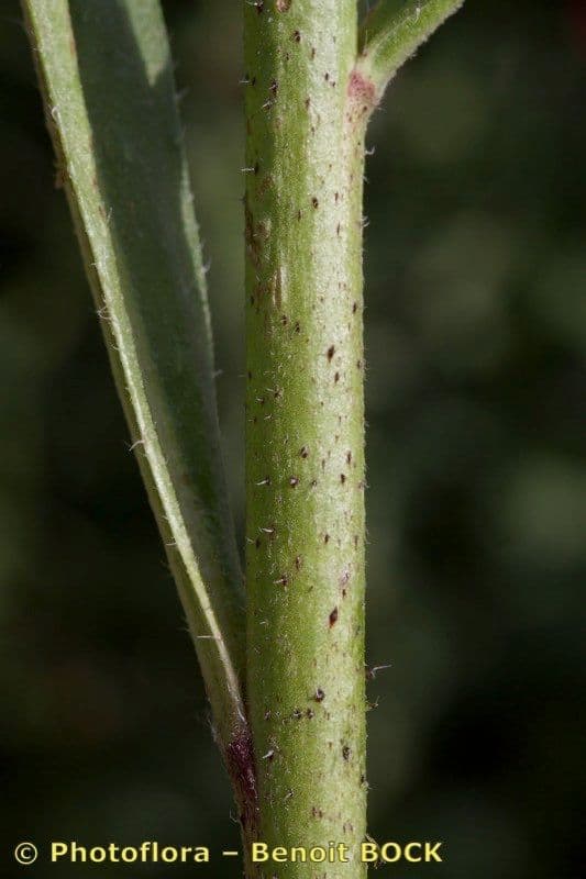 Echium rosulatum 17