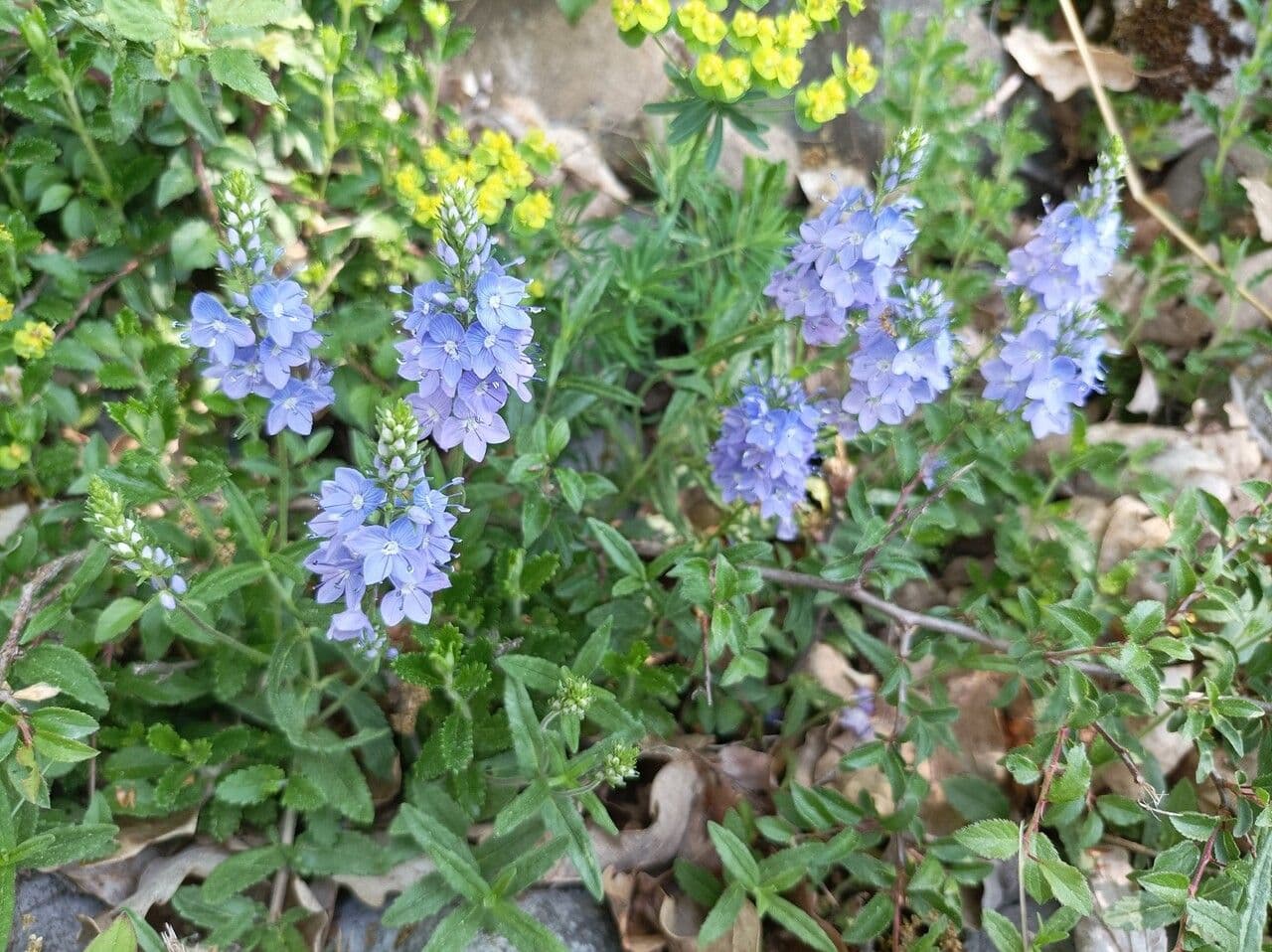Veronica austriaca 12