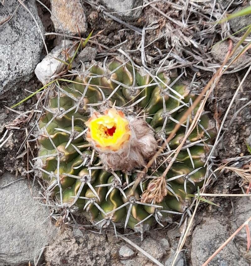 Parodia 6